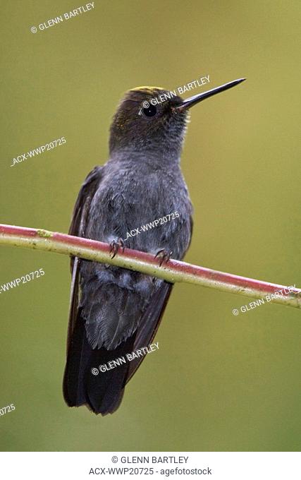 Hoary Puffleg Haplophaedia lugens perched on a branch at the Mindo Loma reserve in northwest Ecuador
