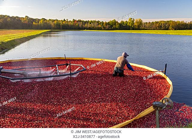 South Haven, Michigan - Workers harvest cranberries at DeGRandchamp Farms. The cranberry bog is flooded allowing the floating fruit to be collected