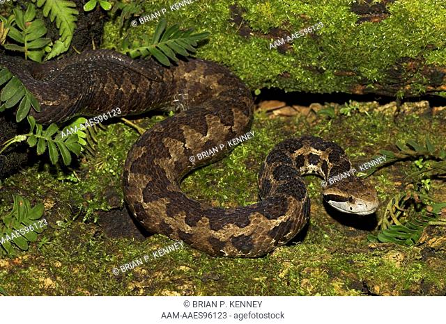 Godman's Viper / Godman's Montane Pitviper (Cerrophidion godmani, Formerly Porthidium godmani) Venomous, 1, 400 to 3, 500 m elevation