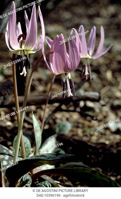 Dog's tooth violet or Dogtooth violet (Erythronium dens-canis), Liliaceae