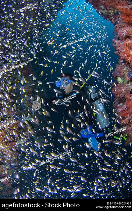 A school of Glassfish, Ambassis sp., inside a small dark cavern, with many soft corals, Dendronepthya sp., and a diver behind the Glassfish, Taliabu Island