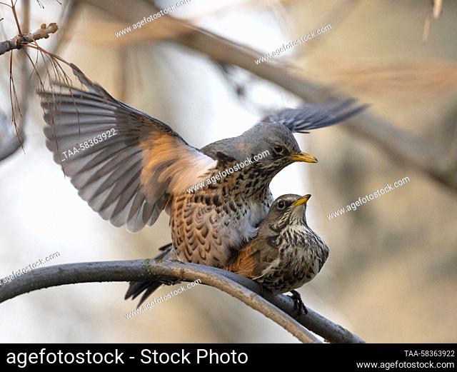 RUSSIA, MOSCOW - APRIL 12, 2023: Fieldfares are seen in Victory Park. Vasily Fedosenko/TASS
