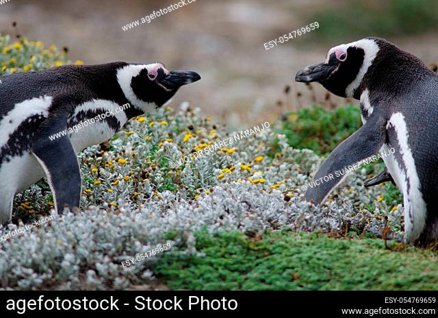 Magellanic penguins Spheniscus magellanicus face to face. Otway Sound and Penguin Reserve. Magallanes Province. Magallanes and Chilean Antarctic Region