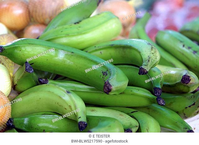 common banana Musa paradisiaca var. sapientum, green bananas, Netherlands Antilles, Curacao