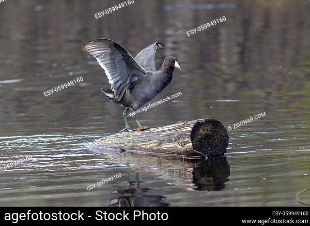 An American coot flaps its wings on a log in a marsh by Stanley Lake in Idaho