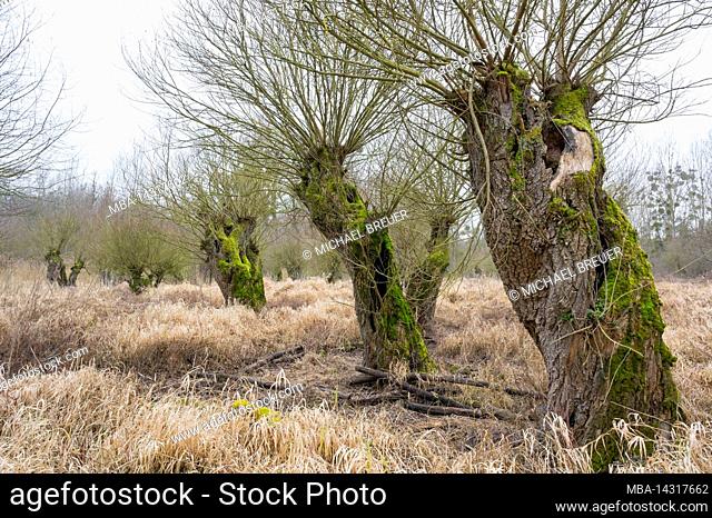 Old pollarded willows in a floodplain, Salix viminalis, January, winter, Hesse, Germany, Europe