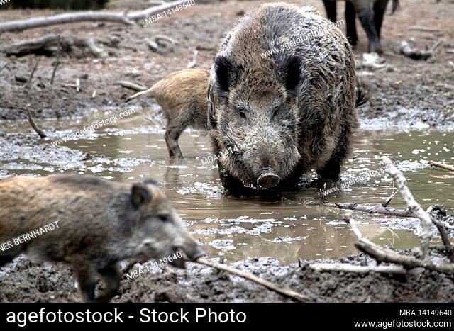wild boar in the wallow