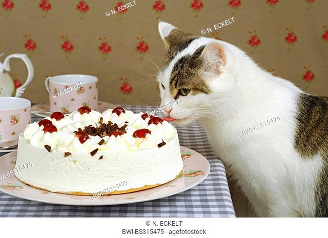 domestic cat, house cat (Felis silvestris f. catus), has a sweet tooth and licking at a Black Forest cake
