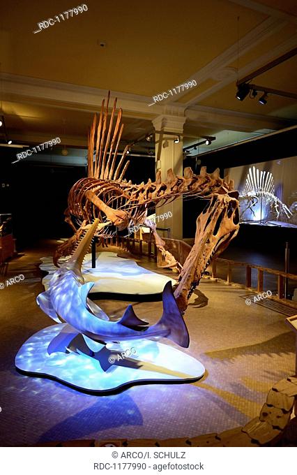 Sceleton replica of Spinosaurus aegyptiacus, museum of natural history, Berlin, Germany