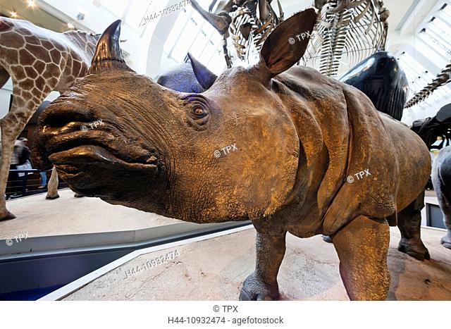 England, London, Kensington, Natural History Museum, Rhinoceros