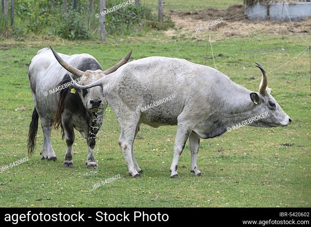 Hungarian steppe cattle, Hungarian grey cattle