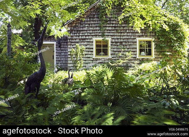 Pteridophyta - Fern and Hosta plants with Heron bird sculpture and old weathered cedar shingles guest house covered with climbing Vitis - Vines in backyard...
