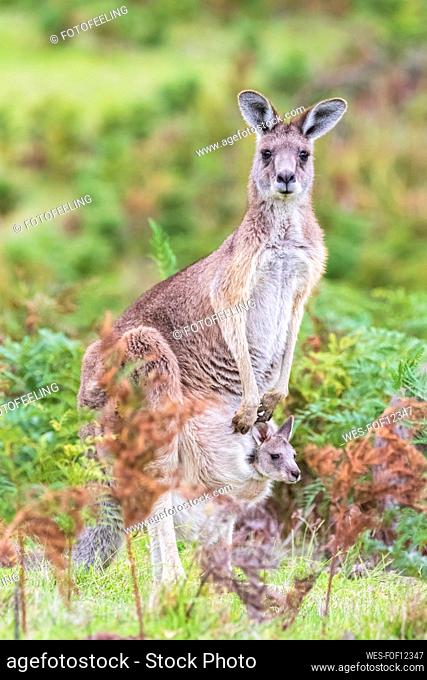 Portrait of eastern grey kangaroo (Macropus giganteus) standing with baby in pouch