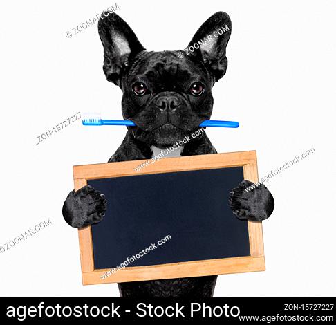 french bulldog dog holding toothbrush with mouth at the dentist or dental veterinary, and a blank empty placard or blackboard, isolated on white background