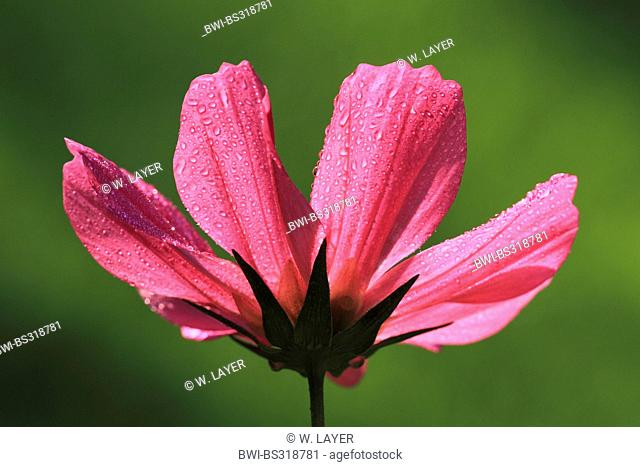 garden cosmos, Mexican aster (Cosmos bipinnatus), flower in backlight