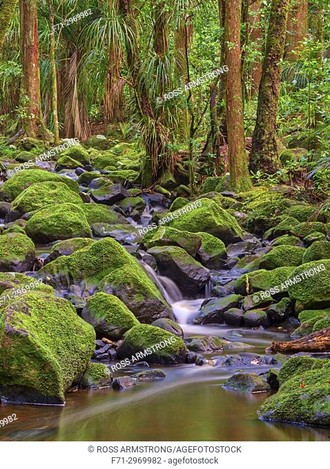 Wai Koromiko stream in AH Reed Memorial Park, Whangarei, Northland, New Zealand