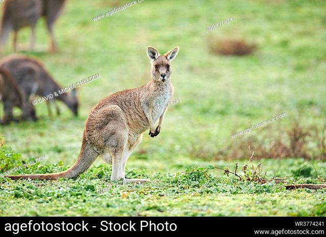 Eastern grey kangaroo, Macropus giganteus, Great Otway National Park, Victoria, Australia