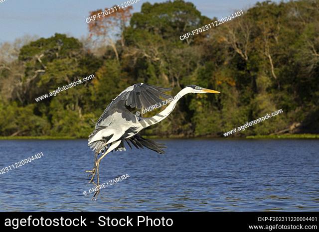 cocoi heron hunting in tropical Pantanal (CTK Photo/Ondrej Zaruba)