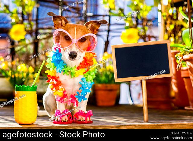 Jack russell dog relaxing on balcony with sunglasses in summer or spring vacation holidays  with a cocktail drink
