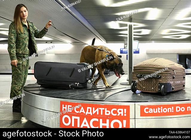RUSSIA, MOSCOW - OCTOBER 25, 2023: A sniffer dog checks luggage at Vnukovo International Airport. Valery Sharifulin/TASS