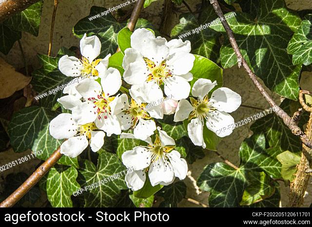 Pear cultivar Pyrus communis 'Bohemica' flowering in Pruhonice, Czech Republic on April 29, 2022. (CTK Photo/Libor Sojka)
