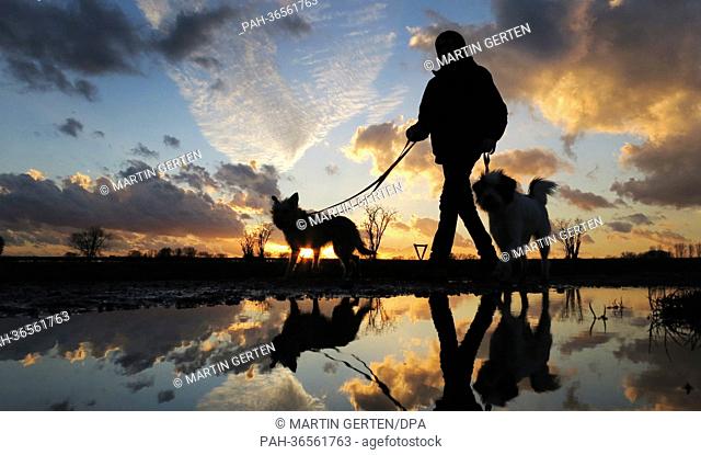 Clouds mirror in a puddle on the Rhine meadows as a man and his dogs walk by during sunset in Duesseldorf, Germany, 30 January 2013
