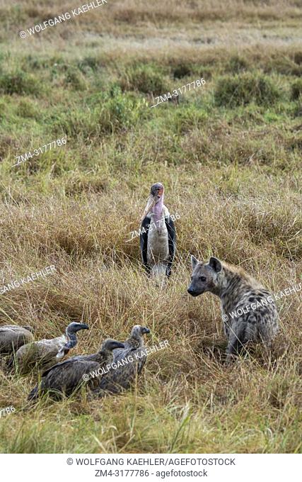 Vultures and a marabou stork (Leptoptilos crumenifer) feeding on a dead wildebeest killed by a spotted hyena (Crocuta crocuta) in the Masai Mara National...