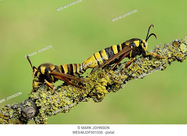 Hornet moths, Sesia apiformis, mating