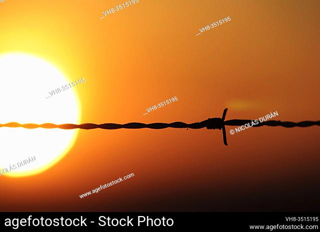 Barbed wire, sunset