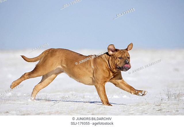 Bordeaux Mastiff, Bordeauxdog. Adult bitch running on snow