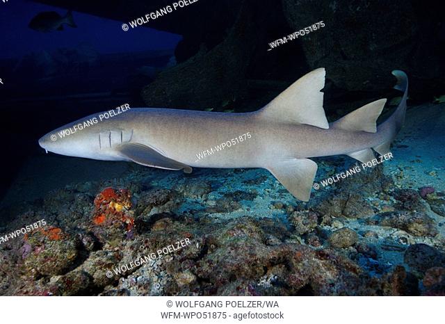 Nurse Shark at Wreck Hema 1, Ginglymostoma cirratum, Caribbean Sea, Grenada