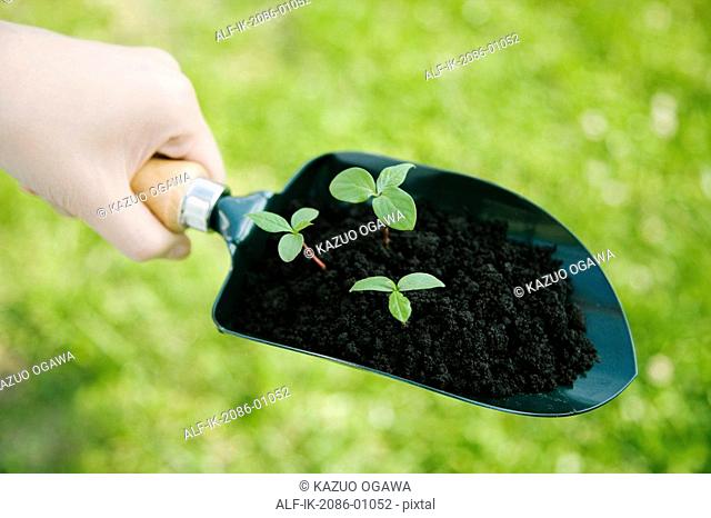 Hands Holding Green Sprouts in Shovel