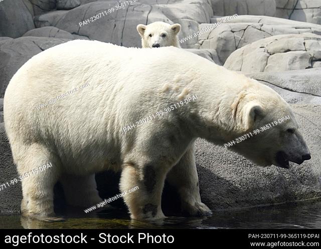 11 July 2023, Hamburg: The little polar bear stands behind the polar bear mother Victoria in the outdoor enclosure in the Arctic Sea at Hagenbeck Zoo