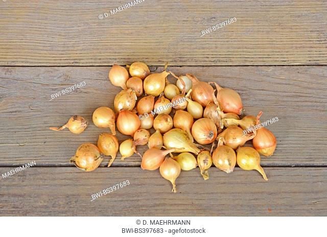 Garden onion, Bulb Onion, Common Onion (Allium cepa), onion sets