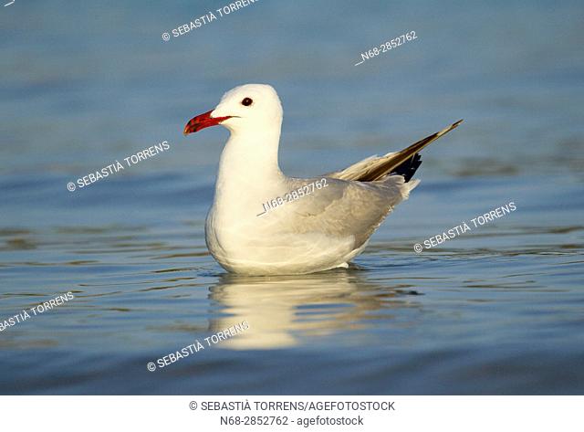 Audouin's gull (Ichthyaetus audouinii), Alcudia, Majorca, Balearic Islands, Spain