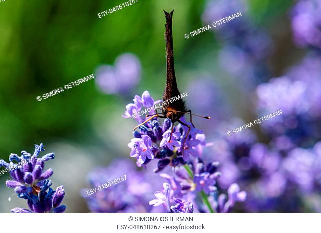 Beautiful Aglais urticae butterfly on lavender angustifolia, lavandula in sunlight in herb garden