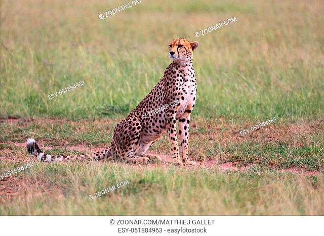 a beautiful cheetah at the masai mara national park