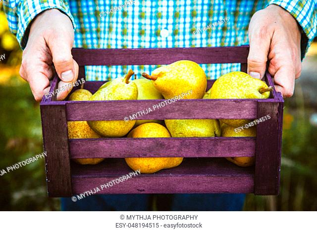Organic fruit. Farmers hands with freshly harvested fruit. Fresh organic pears