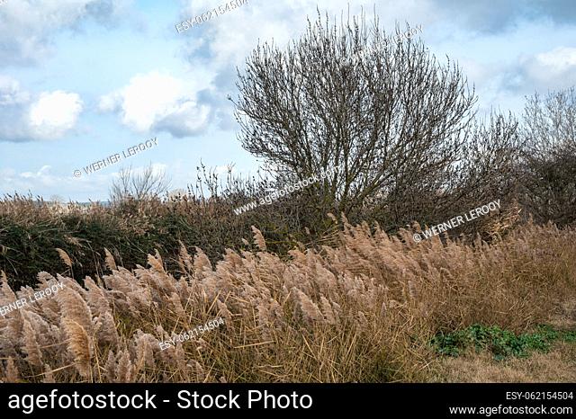 Water reeds, grasses and trees against blue sky at the Beauchamp nature reserve, Arles, Provence, France