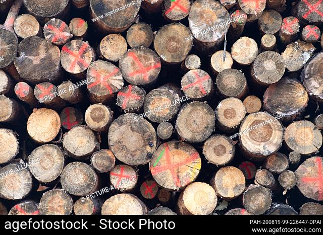 19 August 2020, Saxony, Elsterheide: Building logs lie on top of each other in a so-called ""wet storage area"". The storage yard enables smaller private forest...