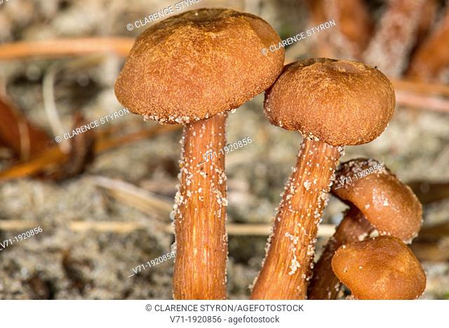 Chanterelle Mushrooms Cantharellus tubaeformis with Sand, Corolla, NC, USA