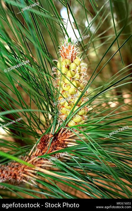 Kanaren-Kiefer, Kanarische Kiefer (Pinus canariensis), endemisch auf den Kanaren, El Paso, La Palma, Kanarische Inseln, Spanien