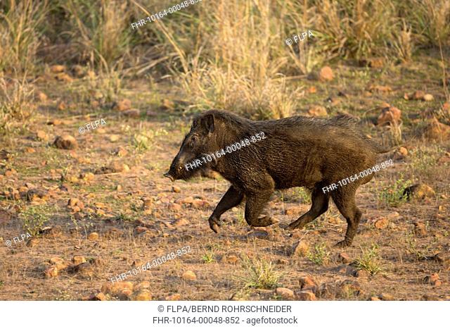 Indian Wild Boar (Sus scrofa cristatus) adult male, running, Tadoba N.P., Maharashtra, India, April