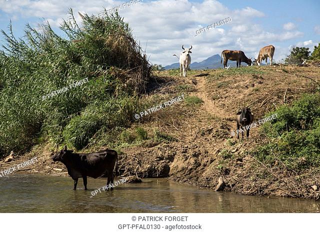 HERD OF COWS NEAR THE RIVER ON THE PROPERTY OF THE CASA GUACHINANGO, OLD 18TH CENTURY HACIENDA, LOS INGENIOS VALLEY, LISTED AS A WORLD HERITAGE SITE BY UNESCO