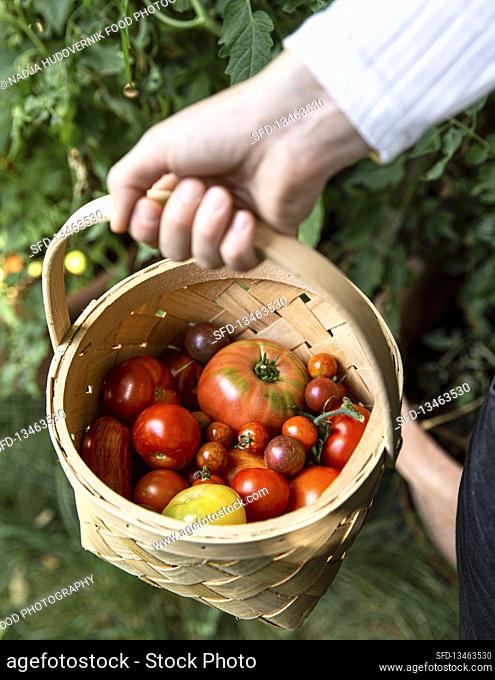 Hand holding basket with freshly harvested tomatoes in the garden