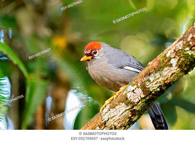Chestnut-capped Laughingthrush bird, known as the spectacled laughingthrush with white eye ring, gray plumage and orange brown cap found at Fraser’s hill