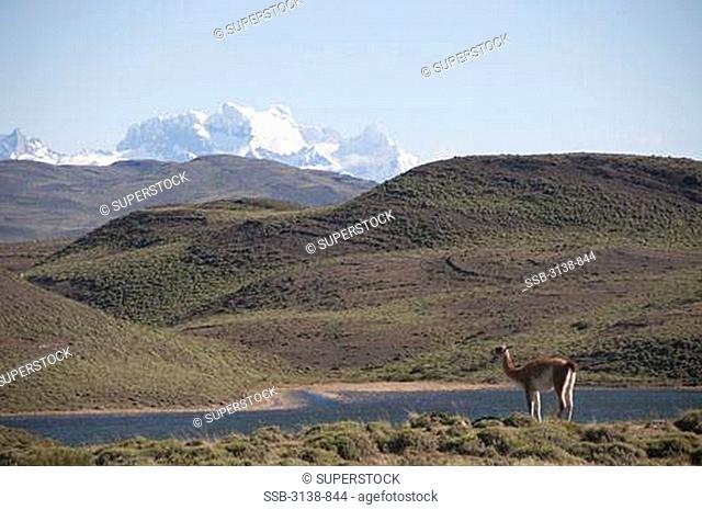 Guanaco Lama guanicoe standing at the lakeside, Lake Pehoe, Torres Del Paine National Park, Magallanes y Antartica Chilena Region, Chile