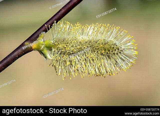 Weidenkätzchen mit reifem Pollen, männlicher Blütenstand der eingeschlechtlichen Salweide (Salix caprea), Weidengewächse (Salicaceae)