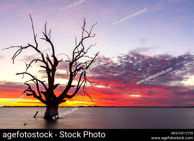 Australia, South Australia, Silhouette of dead tree standing in Lake Bonney Riverland at sunset