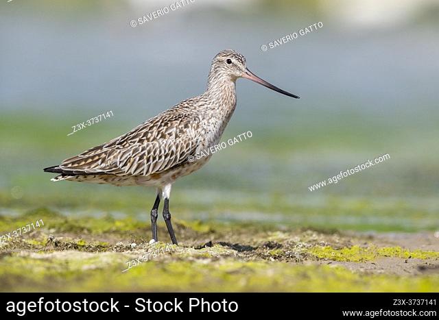 Bar-tailed Godwit (Limosa lapponica), side view of an immature standing on the ground, Campania, Italy